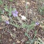 Verbena canescens Elinympäristö