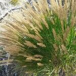 Achnatherum calamagrostis Fruit