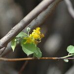 Grewia asiatica Outro