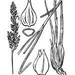 Carex appropinquata Otro