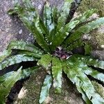 Asplenium scolopendrium Buveinė