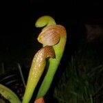 Sarracenia minor पत्ता