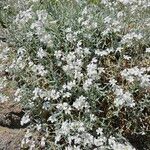 Cerastium tomentosum फूल