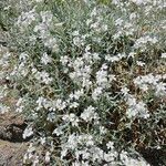 Cerastium tomentosum Квітка