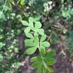 Genista monspessulana Blatt