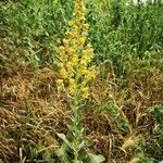 Verbascum lychnitis Bark