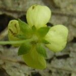 Potentilla erecta Other