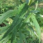 Solidago altissimaЛисток