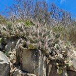 Opuntia fragilis Leaf