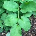 Sanguisorba canadensis ᱥᱟᱠᱟᱢ