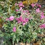 Chamerion latifolium Квітка