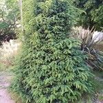 Sequoia sempervirens 整株植物