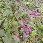 Lamium amplexicaule Vekstform