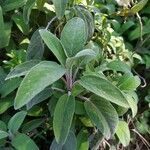 Salvia officinalisLeaf