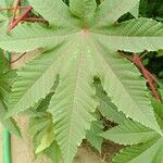 Ricinus communis葉