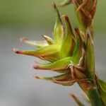 Carex echinata Plod