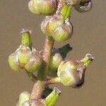 Triglochin bulbosa Blüte