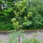 Chaerophyllum bulbosum Plante entière