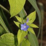 Jacquemontia tamnifolia Blüte