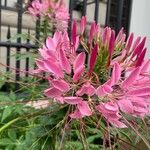 Cleome spinosa Flower