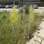 Verbascum pulverulentum Habitat