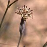 Porophyllum gracile Flower