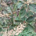 Clethra delavayi Fuelha