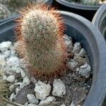 Echinocereus dasyacanthus Yaprak