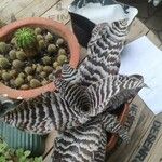 Cryptanthus zonatus Φύλλο