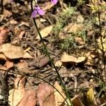 Iberis umbellata Habit