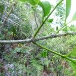 Chionanthus broomeanus 樹皮
