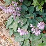 Hosta plantaginea Habitus