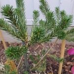 Banksia ericifolia Feuille