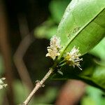 Cassipourea guianensis Λουλούδι