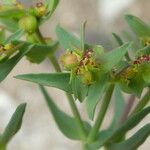Euphorbia exigua ᱵᱟᱦᱟ
