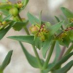 Euphorbia exigua 花