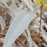 Inula verbascifolia Leaf