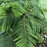 Araucaria cunninghamii Folha