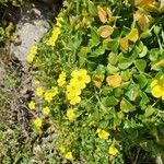 Oxalis megalorrhiza Flor