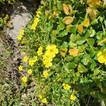 Oxalis megalorrhiza Flors