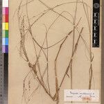 Eragrostis sambiranensis Other