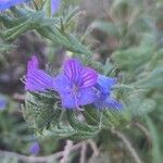 Echium sabulicolaFlower