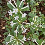 Rhododendron loranthiflorum 葉