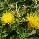 Centaurea solstitialis Mosusu