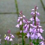 Hyacinthoides hispanica 其他