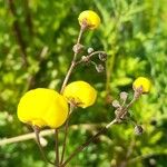 Calceolaria filicaulis Flower