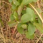 Phyllanthus reticulatus Leaf