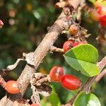 Cotoneaster divaricatus Кара