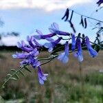 Vicia monantha Blüte