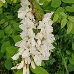 Robinia pseudoacaciaΛουλούδι